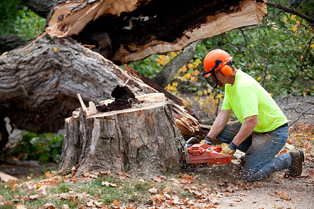 Best Tree Stump Removal  in Prospect, KY